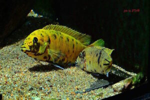 Metriaclima sp. 'zebra gold' Kawanga